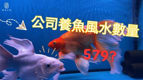 養魚隻數|【魚要養幾隻】養魚招財，數量要養幾隻最旺？風水專。